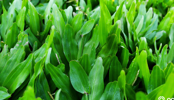 5 Hal Yang Harus Anda Ketahui Sebelum Memulai Bisnis Perawatan Rumput –