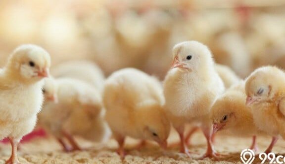 7 langkah mudah merawat anak ayam setelah menetas -