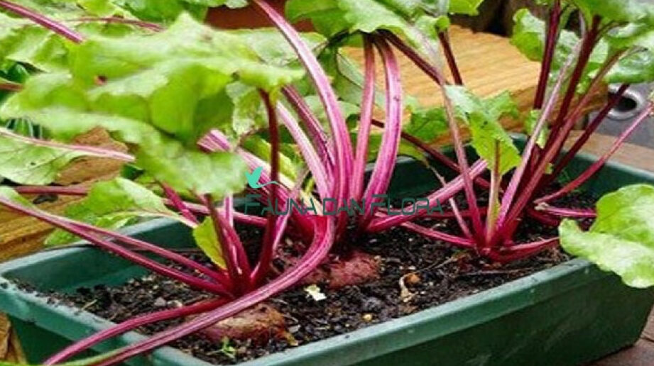 bit organik tumbuh di kebun rumah Anda –