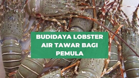 Budidaya lobster: panduan pemula -