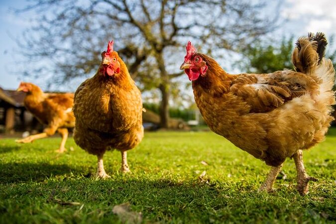 Cara Menanam Ayam Halaman Belakang Secara Organik untuk Daging Telur -