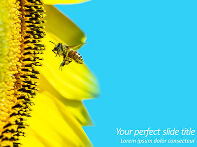 Contoh template rencana bisnis bunga matahari -