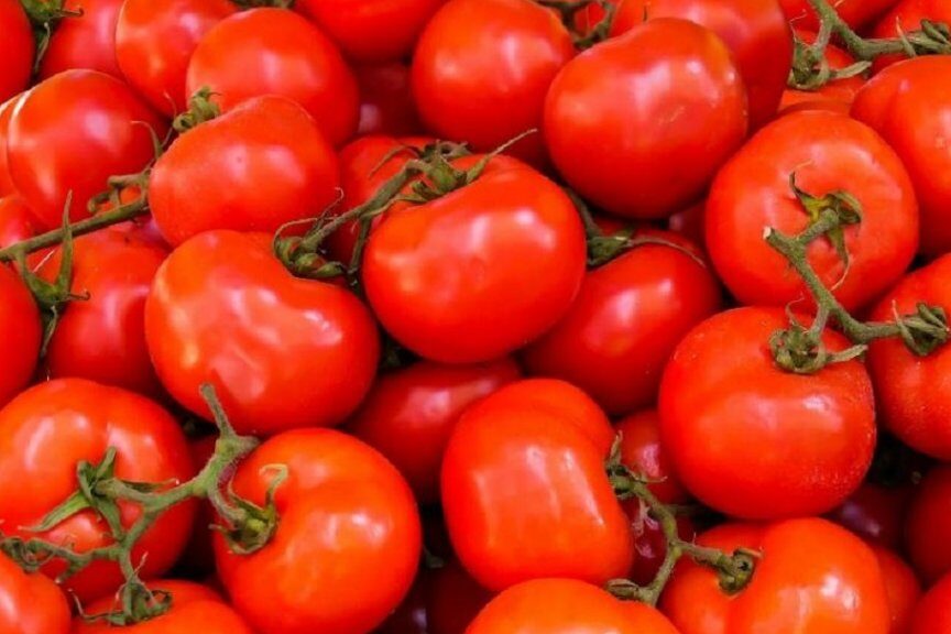 Contoh Template Rencana Bisnis Pabrik Pengolahan Tomat -