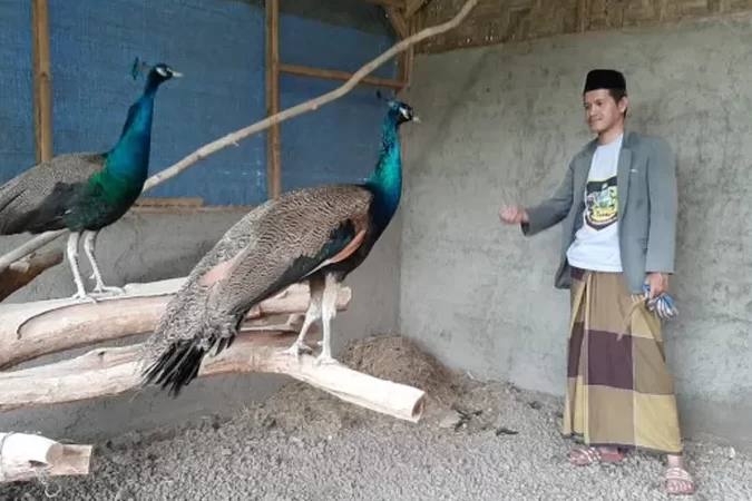 Kami memulai bisnis peternakan burung merak -