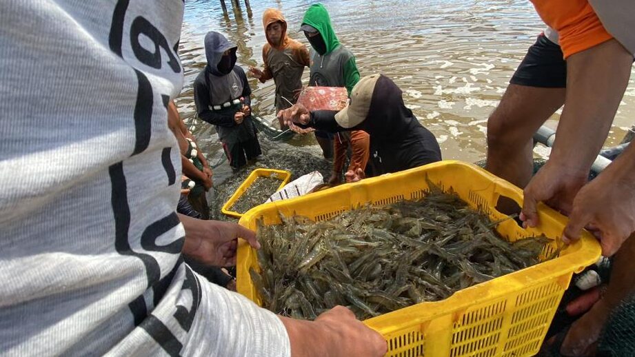 Meluncurkan template rencana bisnis tambak udang -