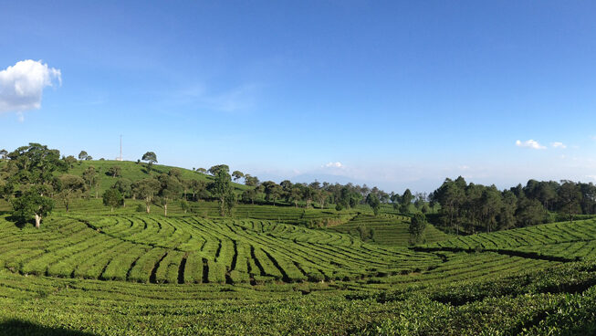 Meluncurkan template rencana bisnis untuk perkebunan teh -