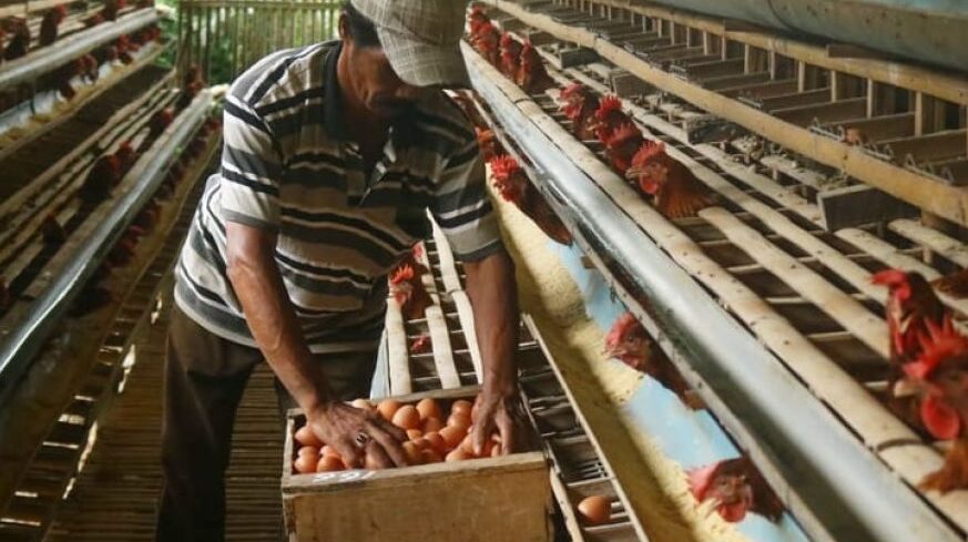 Membeli peternakan ayam untuk dijual 10 faktor yang perlu dipertimbangkan -