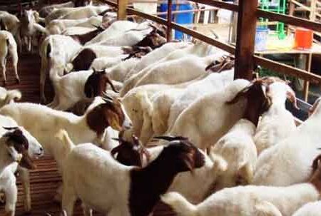 Memulai bisnis peternakan kambing -