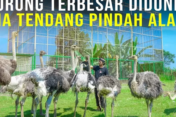 Memulai Peternakan Burung Unta Anda