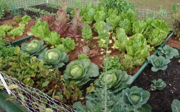 menanam arugula organik di kebun rumah Anda -