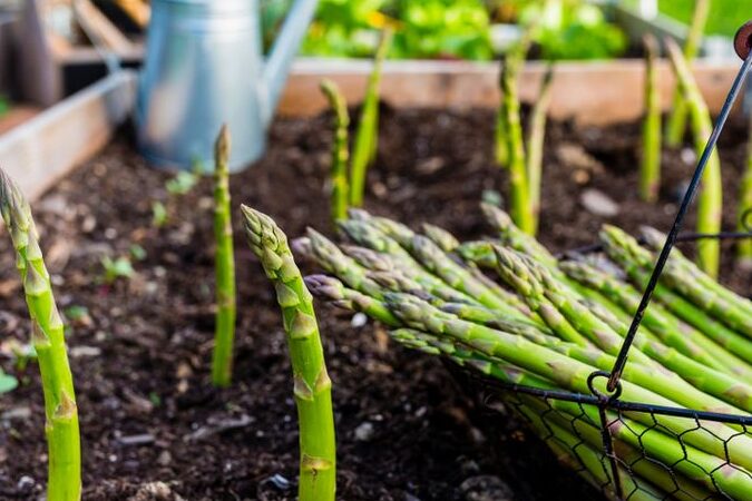 Menanam asparagus secara organik di kebun rumah Anda -
