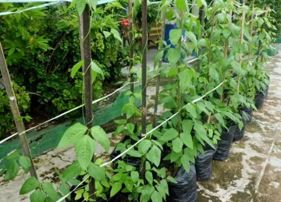 menanam kacang secara organik di kebun rumah Anda -