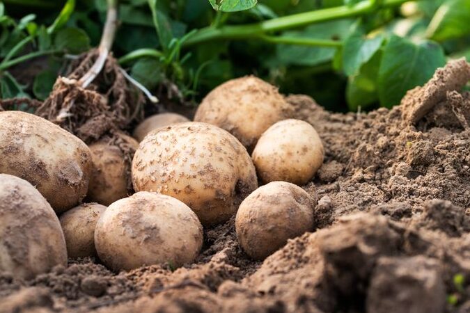 menanam kentang organik di kebun rumah Anda -