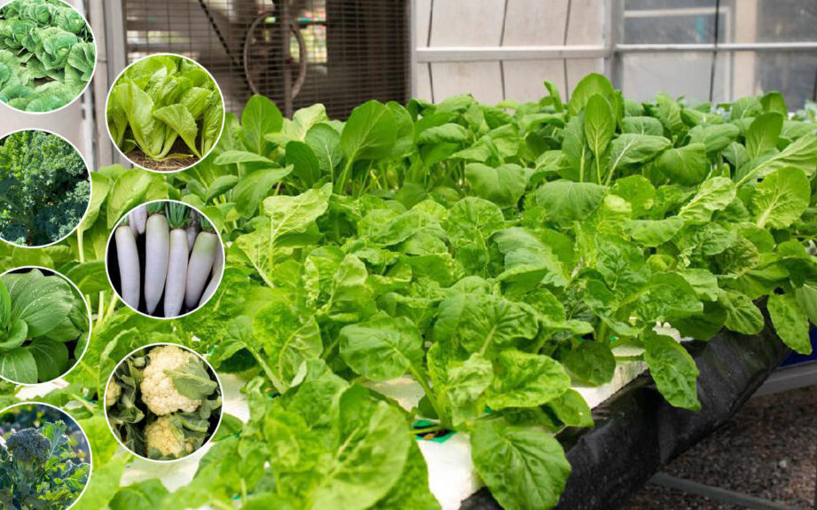 menanam kubis organik di kebun rumah Anda -