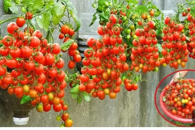menanam tomat organik di kebun rumah Anda -
