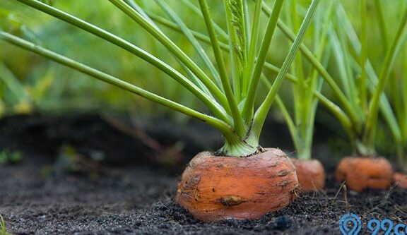 menanam wortel secara organik di kebun rumah Anda -