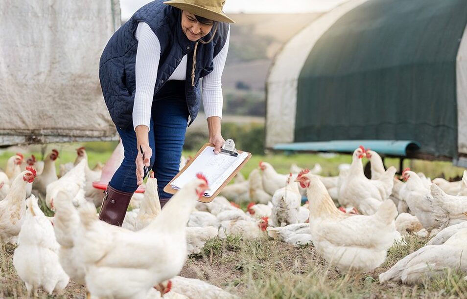 Panduan Memulai Bisnis Ayam Daging -