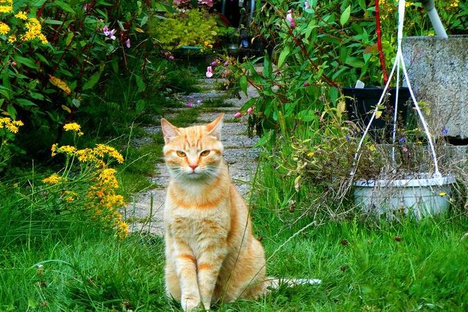 pembiakan telinga kucing organik di kebun rumah Anda -