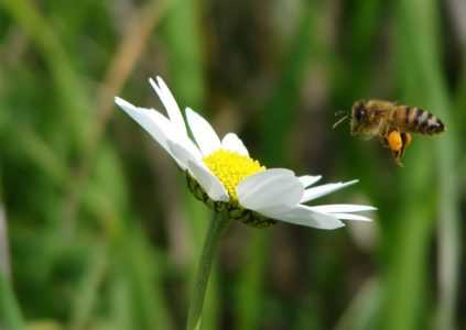 פתיחת עסק של דבורת דבש