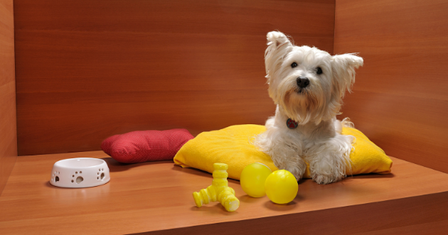 Memulakan perniagaan latihan anjing di rumah -
