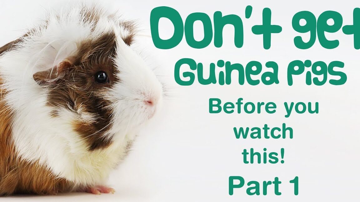 Pembiakan babi guinea: panduan pemula –