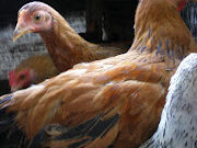50 Idea Ladang Ayam Menarik Tajuk Perniagaan -
