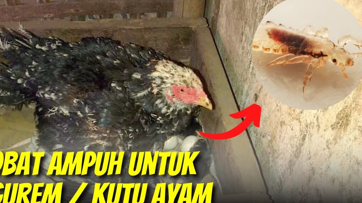 7 Cara Semulajadi Menghilangkan Kutu Burung pada Ayam