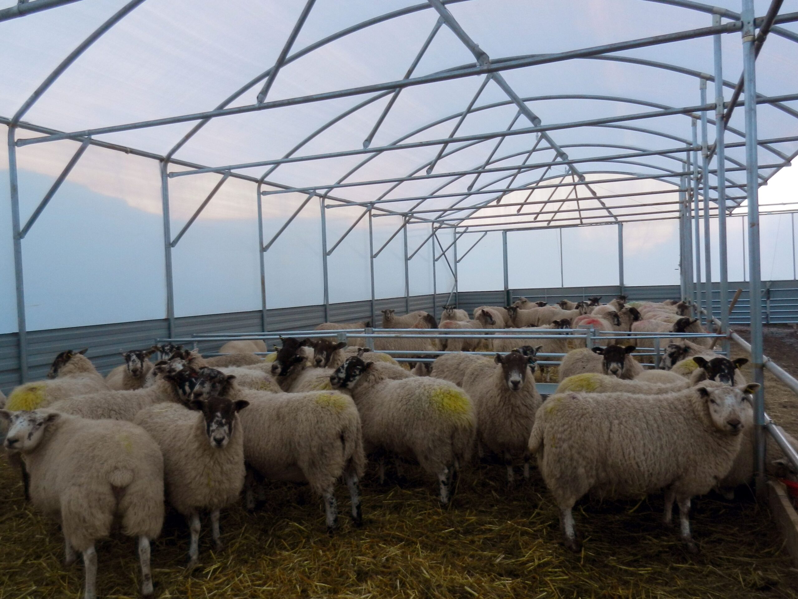 Cara Membuat Sheep Shelter –