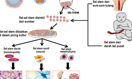 Contoh templat rancangan perniagaan untuk terapi sel stem -
