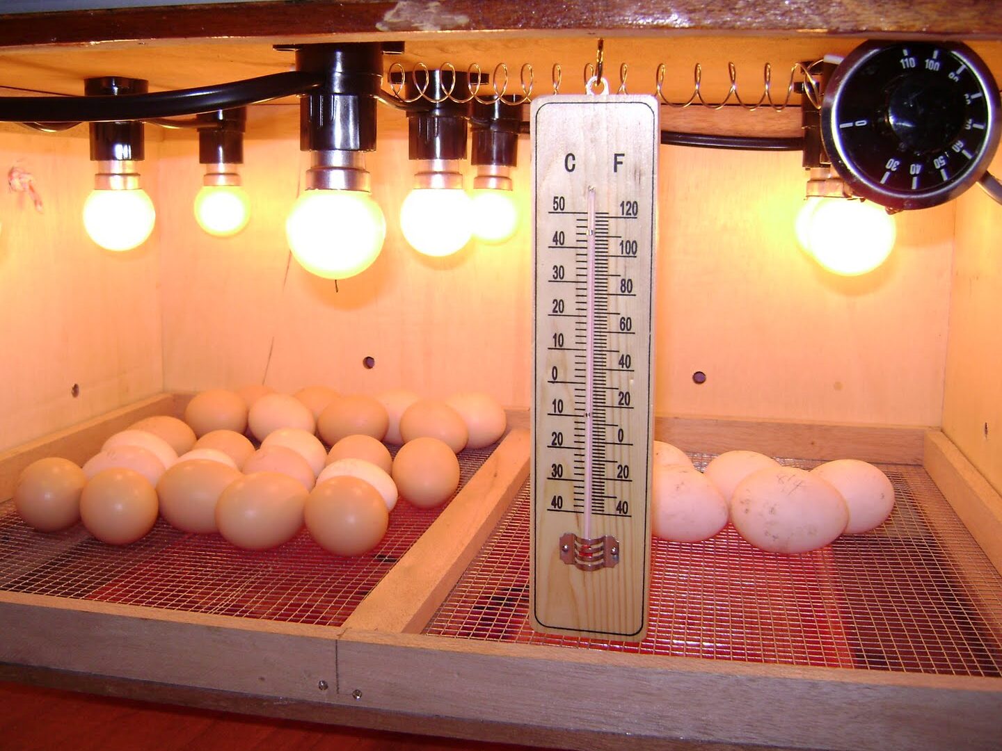 Membeli vs mencipta inkubator telur anda sendiri