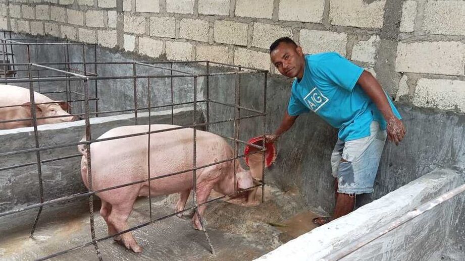 Mulakan Pembiakan Babi –