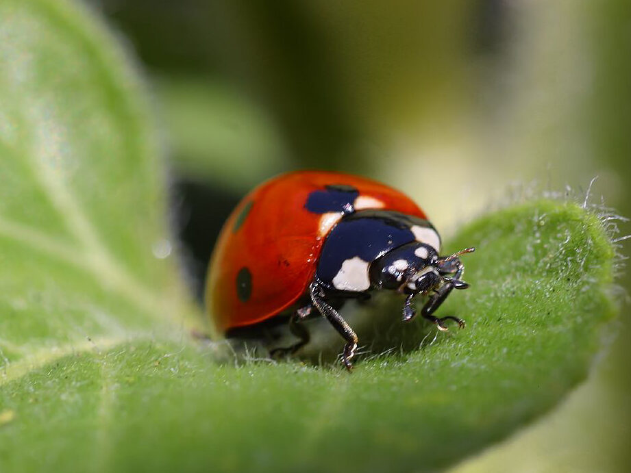 Mulakan perniagaan pertanian Ladybug –