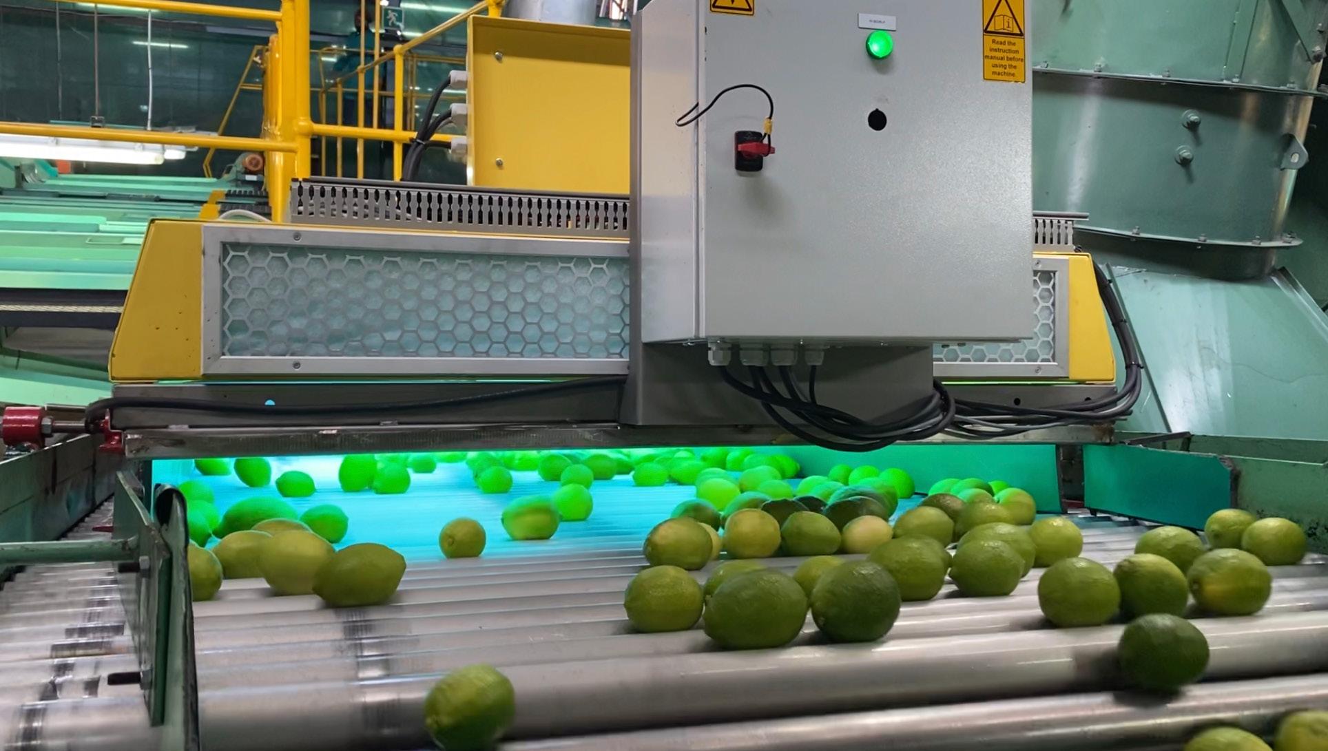 Ananas oogsten en verwerken - Moderne productielijn en technologie van gebotteld vruchtensap!