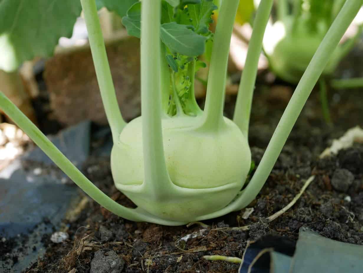 biologisch koolrabi kweken in je eigen tuin -