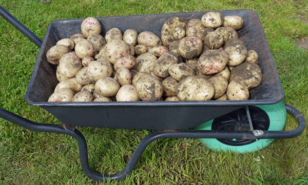 biologische aardappelen kweken in je eigen tuin –