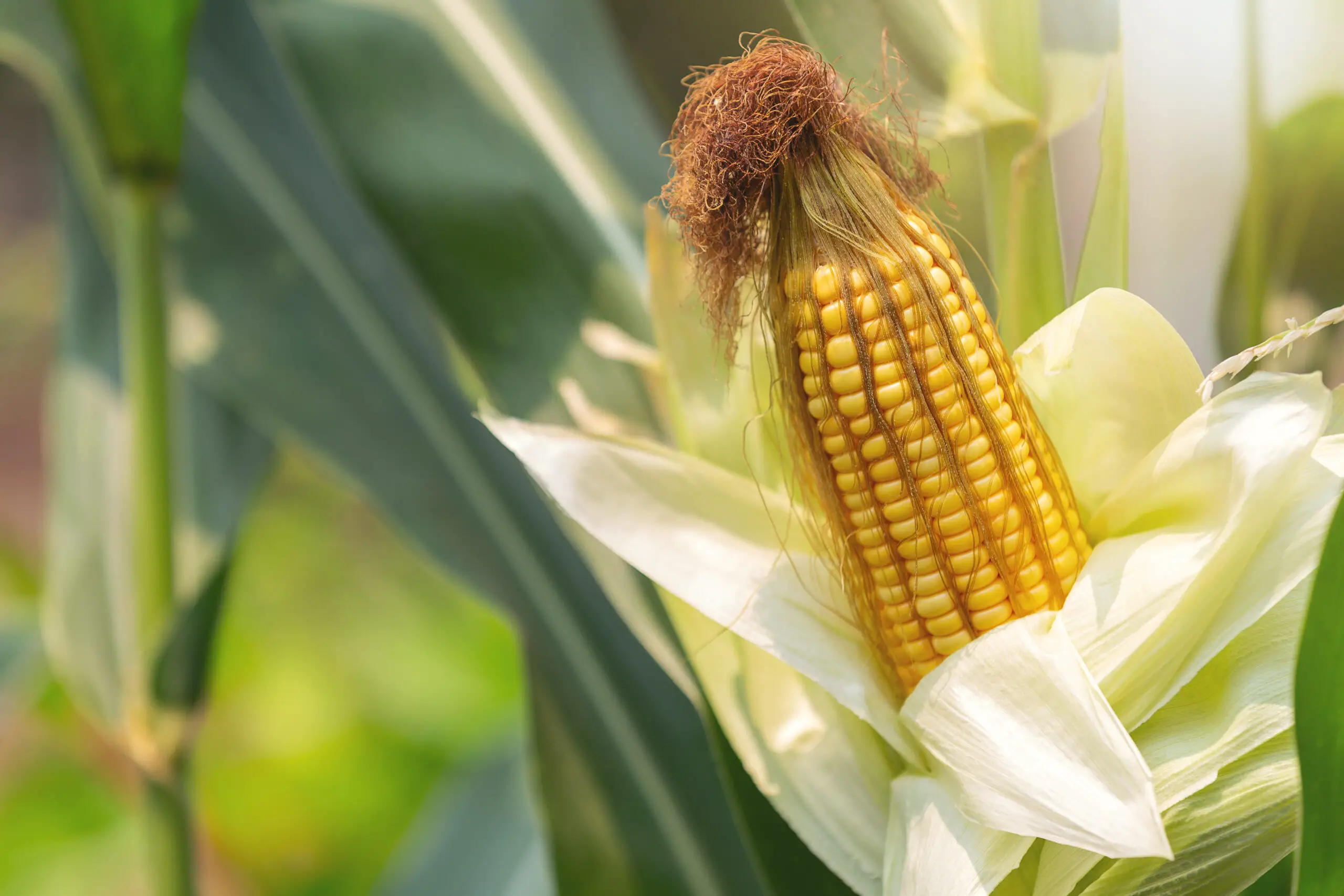 biologische maïs kweken in je eigen tuin -