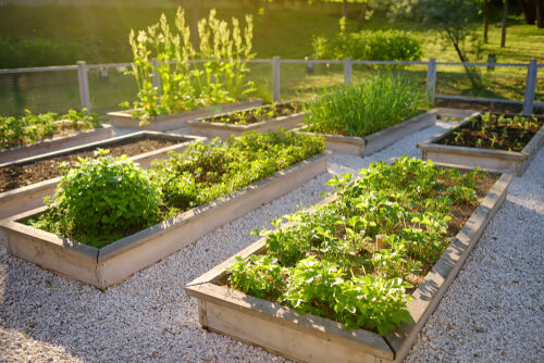 biologische rapen kweken in je eigen tuin -