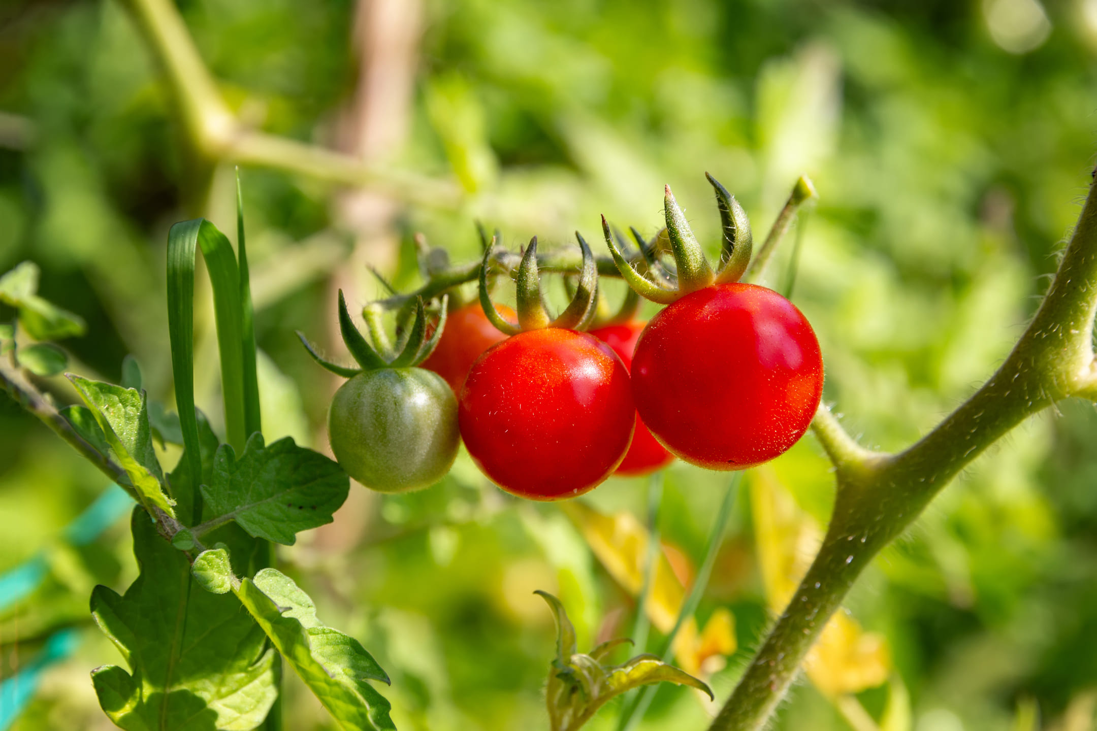 biologische tomaten kweken in je eigen moestuin -