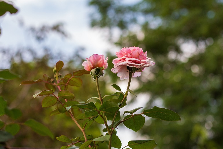 commerciële rozen kweken voor beginners –