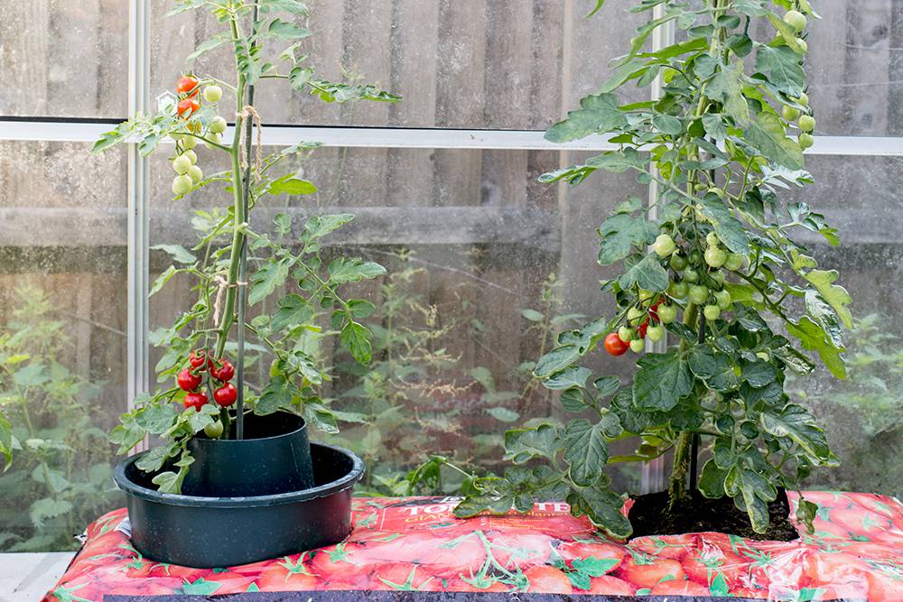 commerciële tomaten kweken voor beginners -