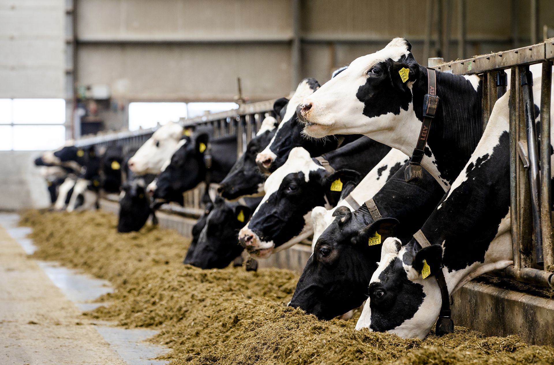 Hoe start je een veehouderij: commerciële veehouderij -