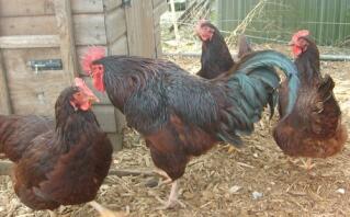 Rhode Island White Chicken: kenmerken en rasinformatie –