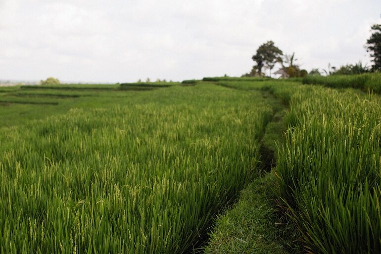 rijst kweken (handleiding voor beginners) –