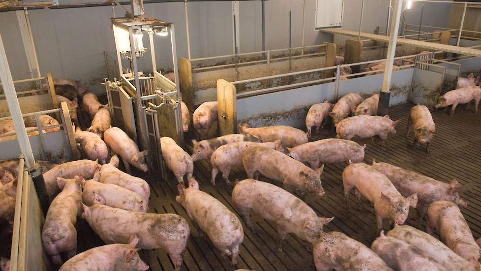 Voorbeeldsjabloon voor varkensbedrijfsplan -
