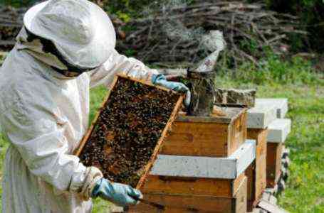 Запуск пчеловодческой фермы - Образец шаблона бизнес-плана