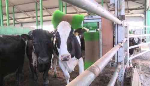 Образец шаблона бизнес-плана по сбору молока