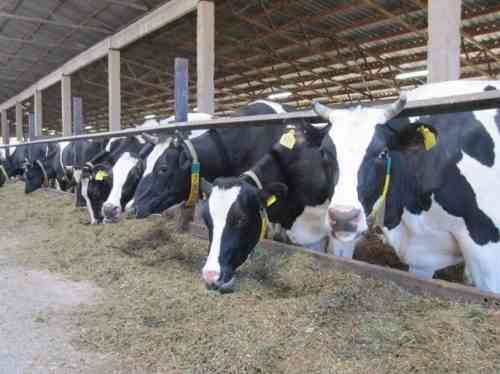 Запуск молочной фермы Сколько это стоит?