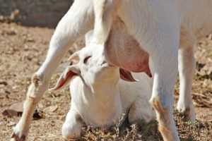 Естественный способ кормления коз: как кормить коз естественным путем