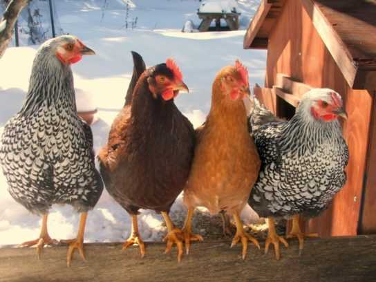 Классификация птицы: сорт, порода, разновидность и сорт курицы