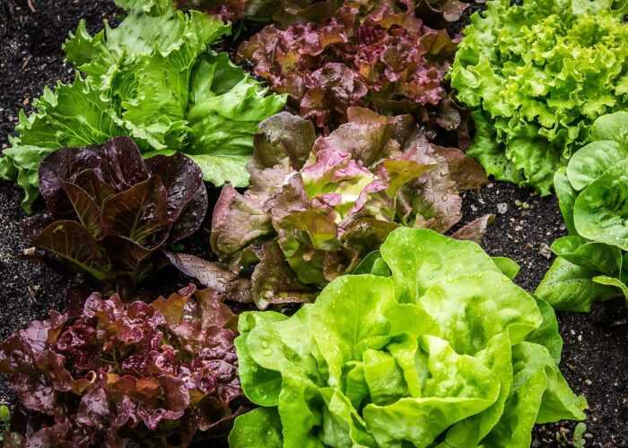 Выращивание Celtuce: выращивание органического Celtuce в домашнем саду